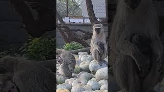 Halloween monkeys choose there pumpkin