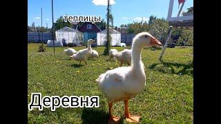 Скоро лето!!!/ Гуси прилетели/ Обзор теплиц после холода/ Цветут деревья/#village #деревня #обзор