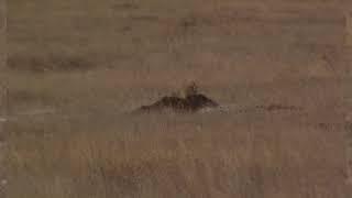 22-250 53 Gr V-Max vs Prairie dog