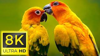 8K Birds - The Most Beautiful Birds in The World in 8K ULTRA HD - Relaxing nature music ( 8K TV )