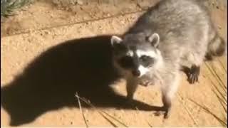 Не шевелись, нас спалили!#animals #енот #raccoon #приколы2022