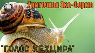 Улиточная Эко-Ферма "Голос Хехцира" Хабаровск / Snail eco-farm Khabarovsk