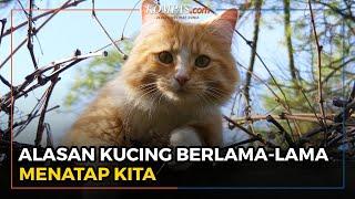 Kucing Berlama-lama Menatap Kita, Ini Alasannya