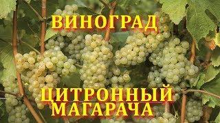 Виноград Цитронный Магарча (grape citron magaracha)