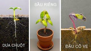 Tổng Hợp Quá Trình Cây Nảy Mầm Và Phát Triển - Plants TimeLapse