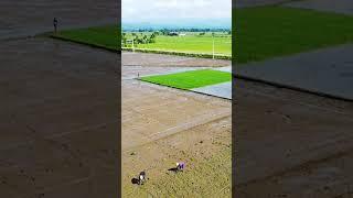 Farming style#farming #shorts