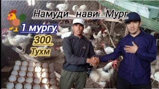 Ломан Бран. 1 000 мургу 300 000 хазор сомон дар шароити хона.Намуди НаВи мург дар Точикистон