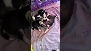 PUPPY PILE LOL #shorts  #huskypuppy #husky #adorable