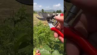 Pruning roses