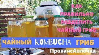 ЧАЙНЫЙ ГРИБ.ВТОРИЧНАЯ ФЕРМЕНТАЦИЯ /КАК РАЗДЕЛИТЬ КОМБУЧУ