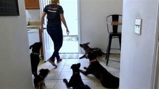 Houston Dog Training: Board and Trains with Suburban K9!