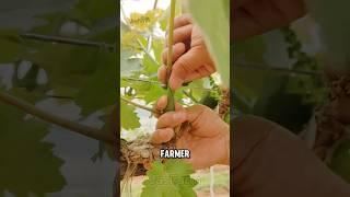 This Grape Growing Trick Boosts Harvests! #grapefarming #shorts #jasfarm