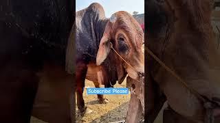 Red Brahman Cow | Mera Shauk Official