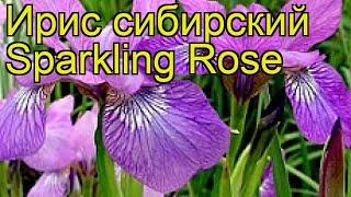 Ирис сибирский Сверкающая роза. Краткий обзор, описание характеристик iris sibirica Sparkling Rose