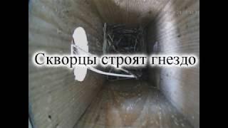 Скворцы строят гнездо