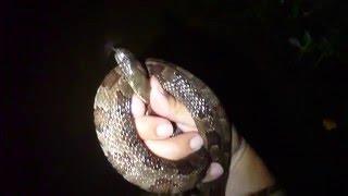 Catching Water Snakes |  Florida Herp Nerd