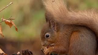 Wildlife Photography Red Squirrel feeding, Scotland 4k