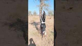 Desert animals life#goat#food #animals#virlshort#goatfood#viralvideo#foryou @desertanimalslife786