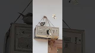 Bird house/Chidiya Ka Ghar/Bird Home With Carton Box/Bird House With Cardboard Box/Bird Nest #shorts