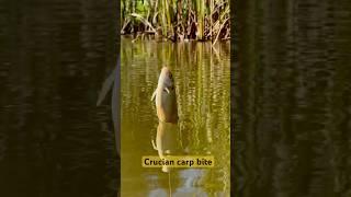 Crucian carp bite # #fishing #carp #cruciancarp #crucian #pond #nature #shorts