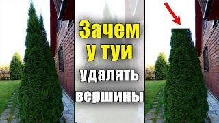 Стрижка туи. Зачем и как правильно формировать центральный проводник у туй колоновидных сортов.