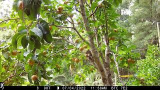 Squirrel in the Asian pear tree