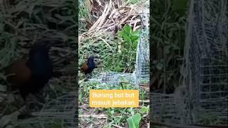 jebakan burung bubut #burungbubut #jebakanburung