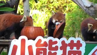 WOW!!! adorable red panda #amsr #foryou #ailurusfulgens #redpanda #fpy #zoo #cute