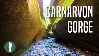 Carnarvon Gorge | Queensland | Australia Nature | Beautiful Landscapes