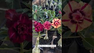 Rare Imported Adenium Thailand Varieties Online Shopping 🪴 #adenium #plants #garden #gardening