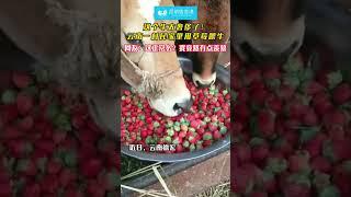 云南一村民家里用草莓喂牛~网友：这正常么？我竟然有点羡慕 #神操作 #搞笑 #云南 #滇