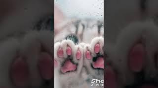 catwow55