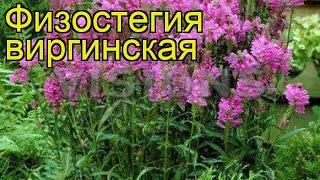 Физостегия виргинская. Краткий обзор, описание характеристик physostegia virginiana