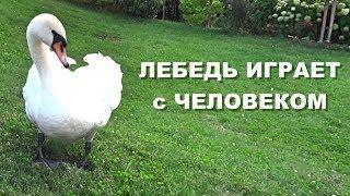 Лебедь играет с человеком