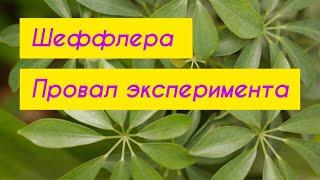 Шеффлера (2 часть), эксперимент был сорван. Обзор кипарисовиков, туи на 12.12.2022 г.️#шеффлера