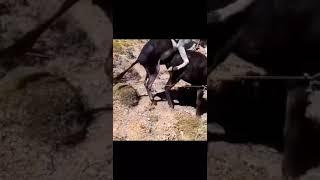 تزاوج حمار donkey mateng
