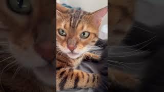 Henry! What are you doing in there? #catsofyoutube #cat #animalsounds #bengalcatsworld #catmeows