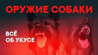 Всё об укусе собаки. У какой собаки самый сильный укус. Everything about dog bite.