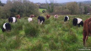 outwintering cattle in Ireland  beings in Ernest .#shorthorn #regenerativefarm #irishfarm #cattle