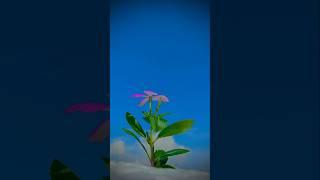 creative videography ideas  #shorts #photography #editing #viralvideo #creative