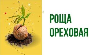 Как вырастить ореховый сад? Стратификация и скарификация семян нам в помощь.