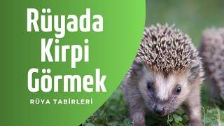 Rüyada Kirpi Görmek, Rüyada Kirpi Yavrusu Görmek, Rüyada Kirpi Beslemek, Rüya Yorumları