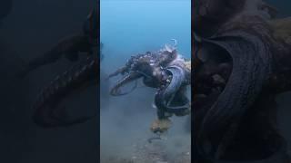 PULPO ENORME 5 KG EN LA ARENA PESCA SUBMARINA #shorts