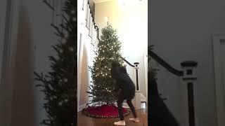 Decorating Our Christmas Tree!