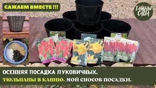 ПОСАДКА ЛУКОВИЧНЫХ ОСЕНЬЮ. ТЮЛЬПАНЫ В КАШПО. МОЙ СПОСОБ ПОСАДКИ. МОБИЛЬНЫЕ ТЮЛЬПАНЫ. САЖАЕМ ВМЕСТЕ!