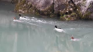 Goosander (Mergus merganser) - Herzegovina