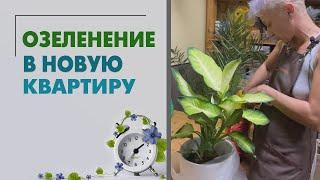 Озеленение квартиры с нуля. Растения ампельные и крупномеры. Озеленение под ключ.