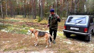 Русская гончая Банзай вл. Поспелов Юрий.