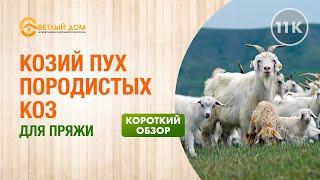 11к. Обзор козьего пуха породистых коз. Козий пух для пряжи. Как выбрать козий пух? Краткий обзор.