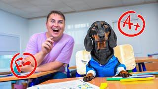 Test Cheater! Cute & funny dachshund dog video!